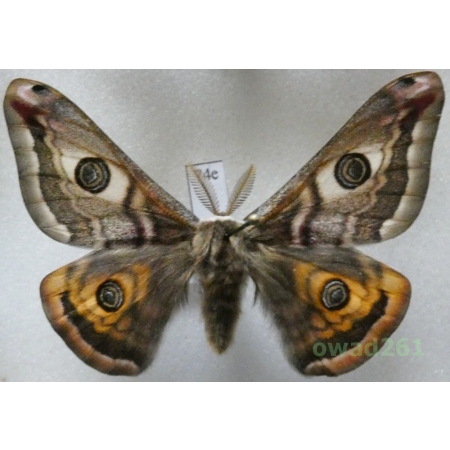 Saturnia pavonia (Linnaeus, 1758) male Poland74e